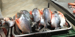 red bellied piranhas for sale in the plaza minorista